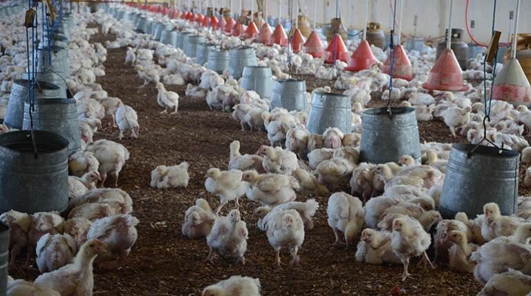 Avicultores rechazan control de costos anunciado por el Gobierno