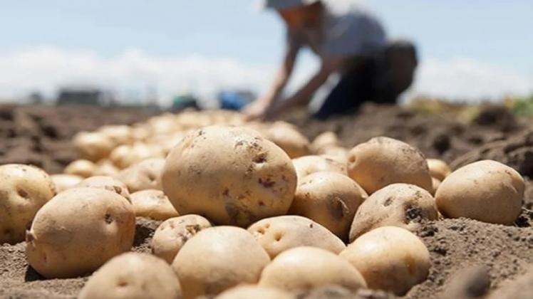 Campesinos de Tarija reportan reducción del precio de la papa a 120 Bs por carga