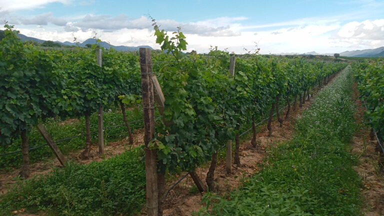 Gobernación impulsa la viticultura regenerativa en Tarija para un desarrollo sostenible