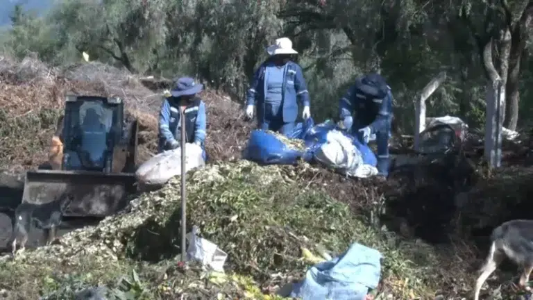 Tiquipaya convierte coca incautada en abono orgánico para áreas verdes