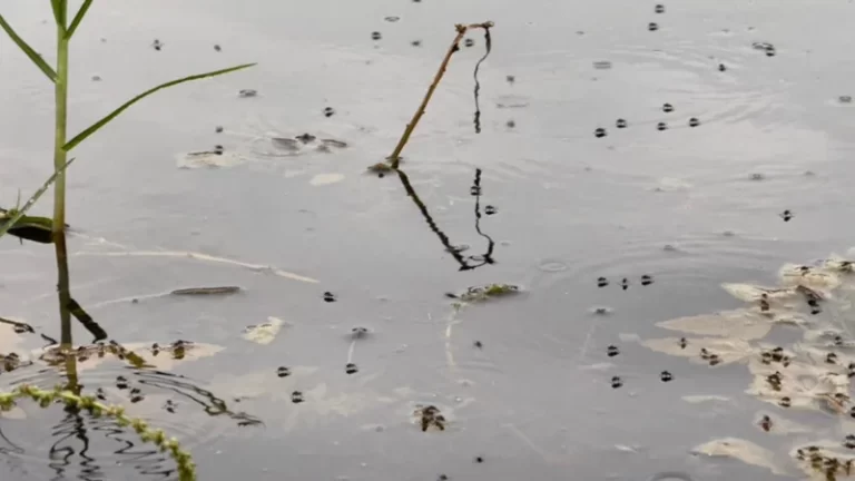 Infestación de mosquitos Culex en Cochabamba: autoridades descartan riesgo de dengue