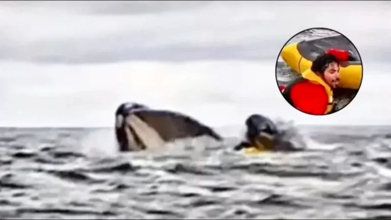 Joven es tragado y expulsado por una ballena en el estrecho de Magallanes