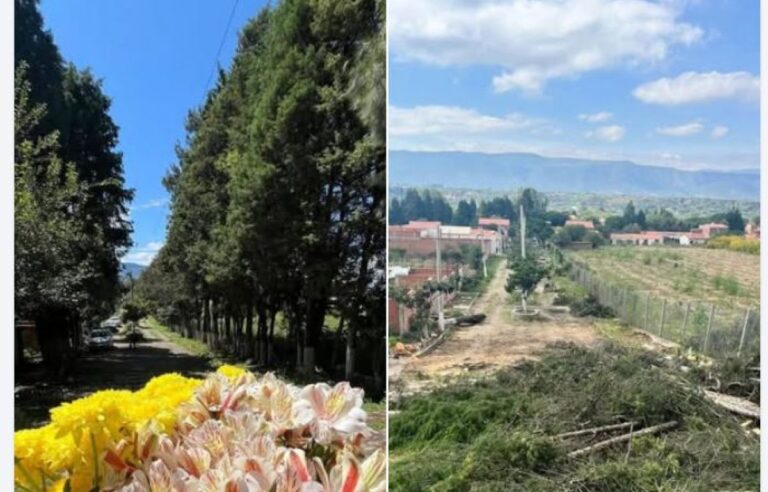 Polémica en San Lorenzo por tala de más de 150 árboles para construir una vereda de cemento