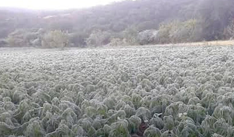 Helada arrasa cultivos en Tarija: pérdidas alcanzan el 80% en varios municipios